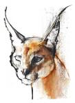 Feline (Arabian Caracal), 2009 (conte & charcoal on paper)