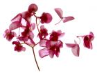 Pink Begonia I (digital photogram, digital original print)