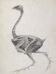 Fowl: Lateral View, Deeply Disecting, from the series 'A Comparative Anatomical Exposition of the Structure of the Human Body with that of a Tiger and a Common Fowl (graphite on paper)