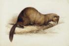 A Weasel, 1832 (w/c, pen, ink, gouache and gum over graphite on wove paper)