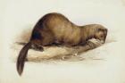 A Weasel, 1832 (w/c, pen, ink, gouache and gum over graphite on wove paper)