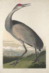 Hooping Crane, 1835 (coloured engraving)