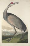 Hooping Crane, 1835 (coloured engraving)