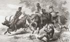 Khoisan natives riding pack oxen in Africa in the 19th century. From Africa by Keith Johnston, published 1884.