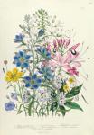 Cornflower, plate 15 from 'The Ladies' Flower Garden', published 1842 (colour litho)