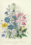 Cornflower, plate 15 from 'The Ladies' Flower Garden', published 1842 (colour litho)