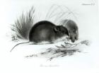 Mouse, Tierra del Fuego, South America c.1832-36 (etching) (b/w photo)