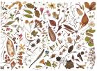 Herbarium Specimen Painting sheet 7, 2006-09 (w/c on paper)