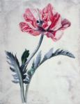 Flower Pieces, Oriental Poppy