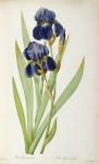 Iris Germanica, from `Les Liliacees', 1805 (coloured engraving)