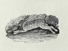 The Hare from 'History of British Birds and Quadrupeds' (engraving)