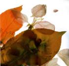 Crabapple Rose I, 2014, (digital photogram, digital original print)