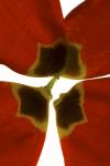 Rittenhouse Tulip I (digital photogram, digital original print,photography)