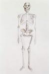 Skeleton of Australopithecus africanus (pencil on paper)
