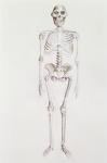 Skeleton of Australopithecus africanus (pencil on paper)