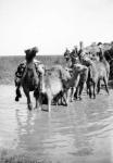 Camels fording a stream in the Valley of Elah, 1900-20 (b/w photo)
