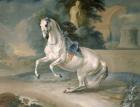 The White Stallion 'Leal' en levade, 1721 (oil on canvas)