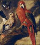 Macaw and Bullfinch (oil on canvas)