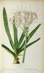 Crinum Americanum, from `Les Liliacees', 1805-16 (coloured engraving)