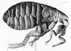 A Flea from Microscope Observation by Robert Hooke (1635-1703), 1665 (engraving) (b/w photo)