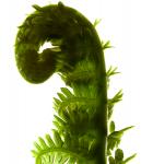 Fern Curve, 2009, (digital photogram, digital original print)