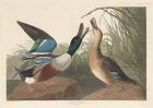 Shoveller Duck, 1836 (coloured engraving)