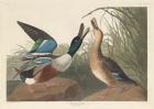 Shoveller Duck, 1836 (coloured engraving)