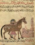 Caring for the horse, illustration from the 'Book of Farriery' by Ahmed ibn al-Husayn ibn al-Ahnaf, 1210 (vellum)