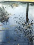 Leaves and Reeds on Tree Reflection, Planten un Blomen