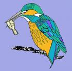 Kenny kingfisher, 2014, pen and ink, digitally coloured