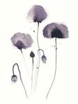 Poppys, 2013 (black tush end grey ink on paper)