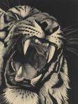 Detail of Snarling Tiger on Black, 2015, (Charcoal on paper)