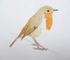Robin, 2011 (watercolour paint and pencil)