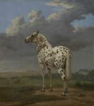 The "Piebald" Horse, c.1650-4 (oil on canvas)