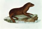 A Baby Australian Sealion (neophoca cinerea) illustration from 'Voyage de la Corvette l'Astrolabe Pendant les Annes 1826-29' by Jules Seabstien Cesar Dumont d'Urville (1790-1842) 1830-35 (engraving)