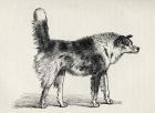 Half bred Shepherd Dog with hostile intentions, from Charles Darwin's 'The Expression of the Emotions in Man and Animals', 1872 (litho)