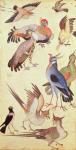 Ten Birds (gouache on paper)