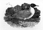 Black-Headed Gull, illustration from 'A History of British Birds' by Thomas Bewick, first published 1797 (woodcut)