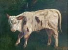 A Calf (oil on canvas)