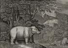 The Hippopotamus of the Cape of Good Hope, published in 'A General View of the World', 1807 (engraving)