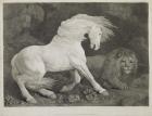 A Horse Affrighted by a Lion, engraved by the artist, pub. 1788 (etching)