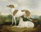 Two Greyhounds in a Landscape (oil on canvas)