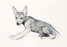 Adolescent Arabian Wolf Pup, 2009 (conte & charcoal on paper)