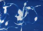 Seaweed, 2013 (cyanotype)