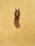 Leaping Red Squirrel -( watercolour & gouache on paper )