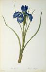 Iris Xyphioides, from `Les Liliacees', 1808 (coloured engraving)