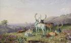 Deer in a Landscape