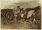 Edith 5 and Hughie 6 pick cotton all day, Alton 7 picks 50 pounds and Ruth 9 picks 75, at H.M. Lane's farm, Bells, Texas, 1913 (b/w photo)