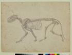 Lateral View of a Tiger Skeleton, finished study for Table IV of 'A Comparative Anatomical Exposition of the Structure of the Human Body with that of a Tiger and a Common Fowl', 1795-1806 (graphite on paper)
