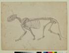 Lateral View of a Tiger Skeleton, finished study for Table IV of 'A Comparative Anatomical Exposition of the Structure of the Human Body with that of a Tiger and a Common Fowl', 1795-1806 (graphite on paper)